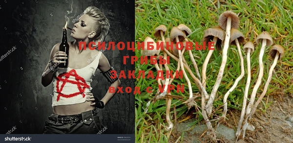 прущие грибы Абинск